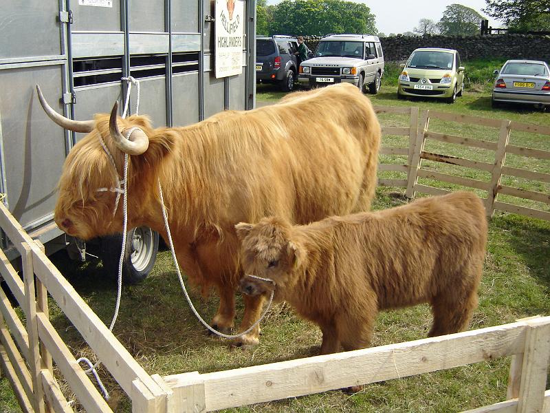 Highland-Cattle.jpg - "Highland Cow & Calf"  - by John & Pat Halson Highland cattle at the Long Preston May Day Gala 2007.
